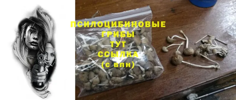 Псилоцибиновые грибы Cubensis  Костерёво 